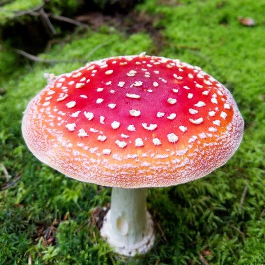 Amanita Muscaria